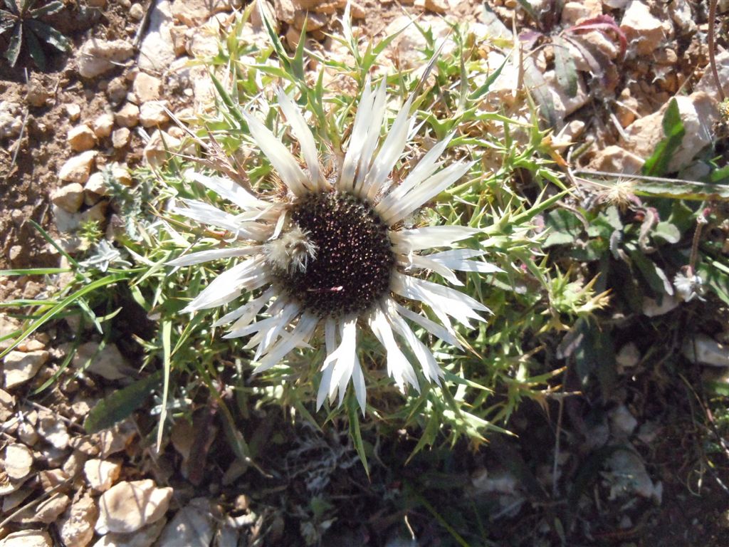 Colle Rotondo(AQ): Carlina acaulis L. subsp. caulescens